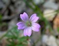 Geranium columbinum